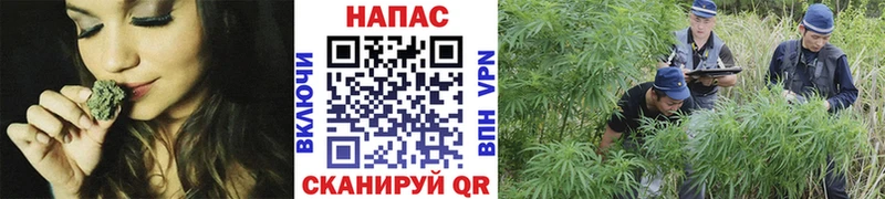 Бошки марихуана сатива  Каспийск 